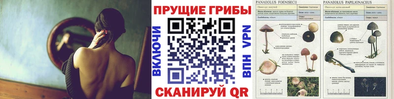 Галлюциногенные грибы GOLDEN TEACHER  закладки  МЕГА tor  Сосенский 